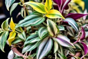 Wandering Jew