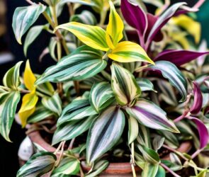 Wandering Jew