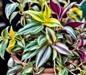 Wandering Jew